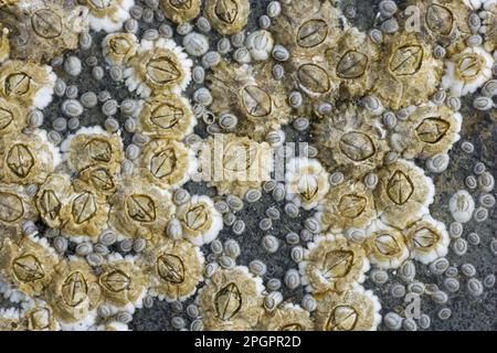 Acorn Barnacle (Semibalanus balanoides), Erwachsene und Jugendliche, auf Felsen bei Ebbe, Brough Head, Festland, Orkney, Schottland, Vereinigtes Königreich Stockfoto