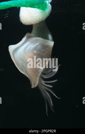 Barnakel, booyforme Barnacles (Dosima fascicularis), andere Tiere, Krebstiere, Krebstiere, Tiere, Boje Barnacle, Erwachsene, befestigt an Stockfoto