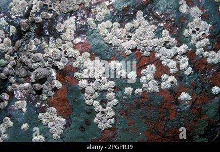 Barnakel, Barnacles, andere Tiere, Krebstiere, Krebstiere, Tiere, Barnacle (Chthamalus stellatus) Alt und jung auf Serpentinen Felsen, Kynance Cove Stockfoto