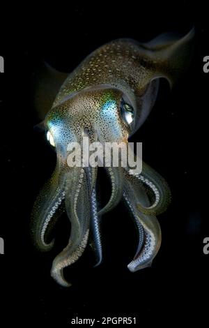 Bigfin-Riffkalmar (Sepioteuthis lessoniana), andere Tiere, Kopffüßer, Tiere, Weichtiere, Bigfin Reef Squid Erwachsener, bei Nacht, Balbulol Island, Raja A. Stockfoto