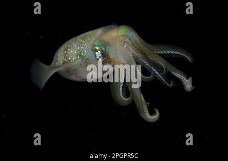 Bigfin-Riffkalmar (Sepioteuthis lessoniana), andere Tiere, Kopffüßer, Tiere, Weichtiere, Bigfin Reef Squid Erwachsener, bei Nacht, Balbulol Island, Raja Stockfoto