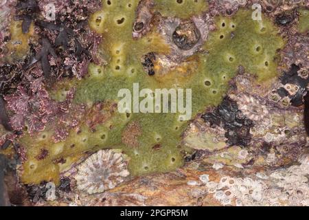 Breadcrumb Sponge (Halichondria panicea) on Rocky Season, Cornwall, England, Vereinigtes Königreich Stockfoto