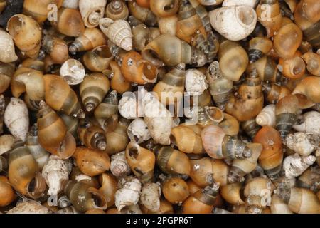 Peringia ulvae, gemeine Schlammschnecke, gemeine Schlammschnecke, andere Tiere, Meeresschnecken, Schnecken, Tiere, Weichtiere, Laver Spire Shell (Hydrobia Stockfoto