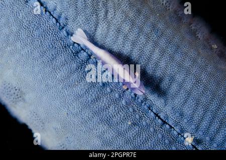 Commensus Shrimp (Periclimenes Soror), ausgewachsen, auf blauem Linckia (Linckia laevigata), Kareko Point, Lempriv Strait, Sulawesi, Großinseln Sunda Stockfoto