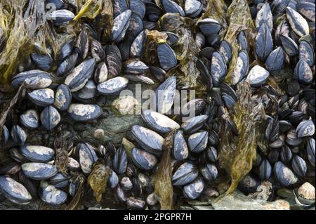 Muscheln, Muscheln, andere Tiere, Muscheln, Tiere, Muscheln, Gemeine Muscheln, Erwachsene, Gruppe an Felsenküste, Logo Roca, Tierra del Stockfoto