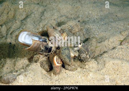Nassarius reticulatus (Nassarius reticulatus) Erwachsene, Gruppe, die sich von toten Schalen ernährt, auf sandigem Meeresboden, Studland Bay, Dorset, England, Vereinigtes Königreich Stockfoto