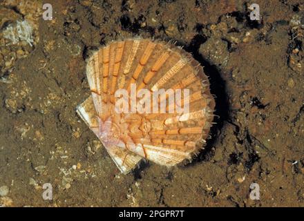 Große Pilgermuscheln, große Pilgermuscheln, andere Tiere, Muscheln, Tiere, Weichtiere, große Jakobsmuschel (Pecten maximus), ausgewachsen, auf dem Meeresboden, England Stockfoto