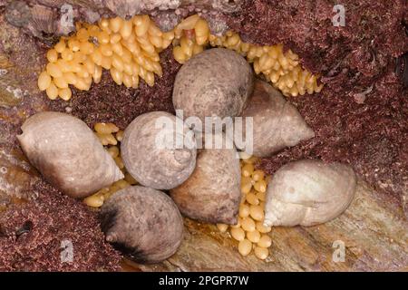 Hundewelke (Nucella lapillus), Erwachsene, Gruppe mit Eiern an der Felsenküste, Cornwall, England, Vereinigtes Königreich Stockfoto