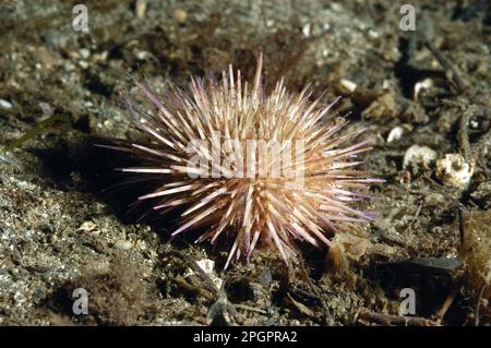 Seeigel am grünen Ufer (Psammechinus miliaris), ausgewachsen, mit verlängerten Tentakeln, im Schlamm des Meeres, Loch Carron, Ross und Cromarty, Highlands, Schottland Stockfoto