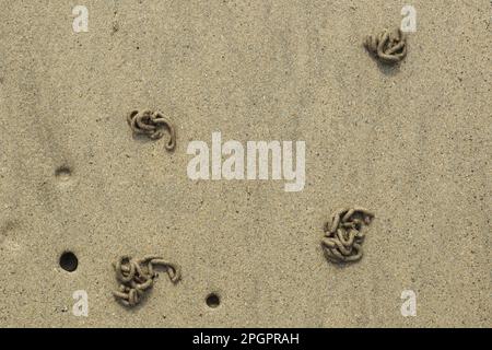 Lupenwürmer, Stachelwürmer, Lupenwürmer (Arenicola Marina), Stachelwürmer, Ringwürmer, Ringwürmer, Tiere, andere Tiere, Würmer, Lugwormgips und Löcher, auf Sand Stockfoto