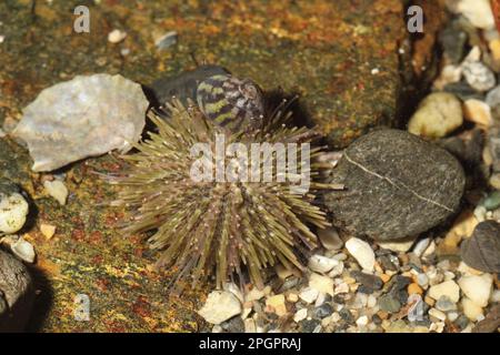 Grüner Seeigel (Psammechinus miliaris), Erwachsener, in einem Felsenbecken bei Ebbe, Sennon Cove, Cornwall, England, Vereinigtes Königreich Stockfoto