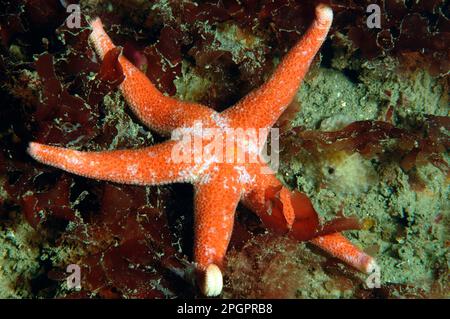 Fleckenblutstern, Fleckblutstern, Seesterne, Seesterne, andere Tiere, Stachelhäuter, Tiere, Bloody Henry Starfish (Henricia oculata), Erwachsene, ON Stockfoto