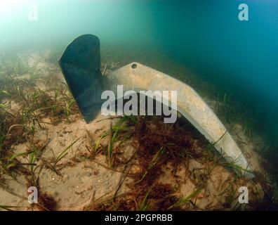 Seealgen (Zostera Marina), Seegrasfamilie, Wasserpflanzen, Anchor eingebettet in Eelgrass Beet Habitat, Studland Bay, Dorset, England, United Stockfoto