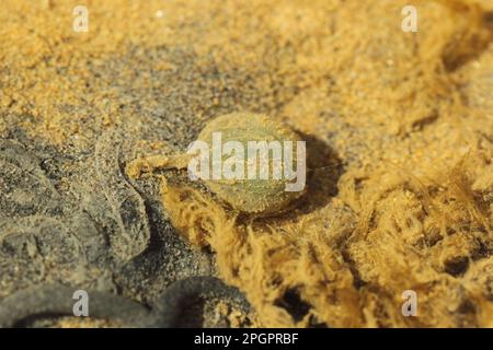 Lupenwürmer, Stachelwürmer, Lupenwürmer (Arenicola Marina), Stachelwürmer, Ringwürmer, Ringwürmer, Tiere, andere Tiere, Würmer, Lugworm-Ei am Strand bei Ebbe Stockfoto