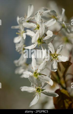 Verschneiter mespilus (Amelanchier lamarckii) Stockfoto