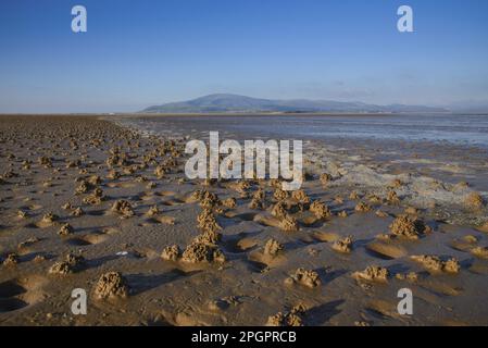 Lugworm (Arenicola Marina) Casts on Beach, Duddon Sands, Duddon Estuary, Sandscale Haws N. N. R. Cumbria, England, Vereinigtes Königreich Stockfoto