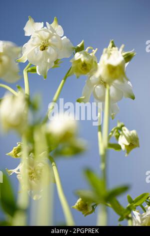 Akelei (Aquilegia) Stockfoto