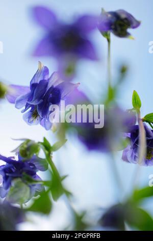 Akelei (Aquilegia) Stockfoto