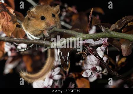 Hazel Dormouse (Muscardinus avellanarius), ausgewachsen, in blühender Myrobalab-Pflaume (Prunus cerasifera Nigra) Stockfoto