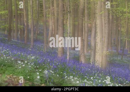 Blüten (Hyacinthoides non-scripta) und Holzanemone (Anemone nemorosa) im Buchenwald, Hallerbos, Halle, Vlaams-Brabant, Belgien Stockfoto