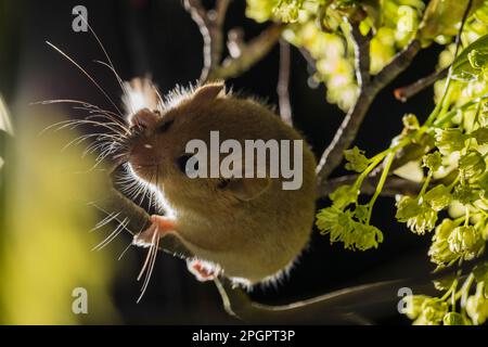 Hazel Dormouse (Muscardinus avellanarius), Erwachsener, Klettern auf einen Ast mit Ahornblumen Stockfoto