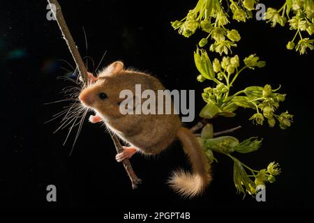 Hazel Dormouse (Muscardinus avellanarius), Erwachsener, Klettern auf einen Ast mit Ahornblumen Stockfoto