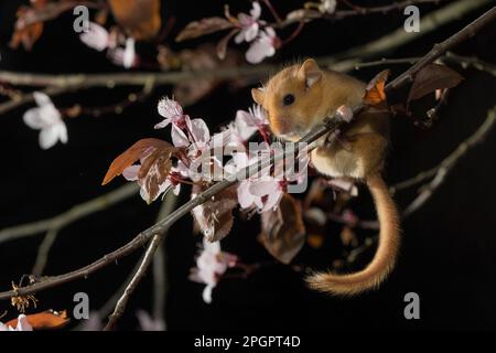 Hazel Dormouse (Muscardinus avellanarius), ausgewachsen, in blühender Myrobalab-Pflaume (Prunus cerasifera Nigra) Stockfoto