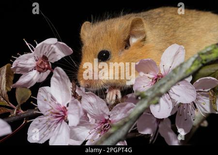 Hazel Dormouse (Muscardinus avellanarius), Erwachsene, in blühender Myrobalabpflaume (Prunus cerasifera Nigra) Stockfoto