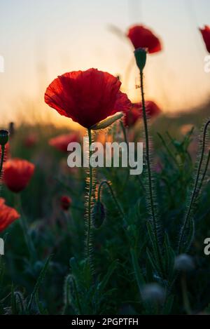 Die ersten Sonnenstrahlen erleuchten die Stängel und Mohnblumen gegen den blauen Himmel. Stockfoto