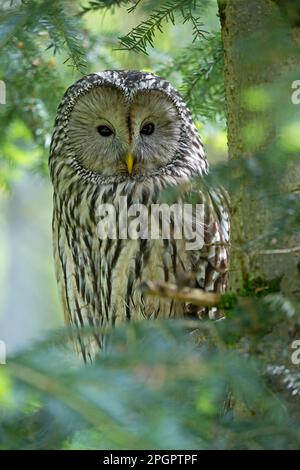 Uraleule (Strix uralensis), Captive, Bayern, Deutschland Stockfoto