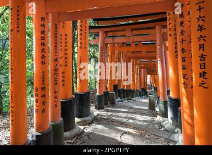 Pfad gesäumt mit Torii-Toren, Fushimi Inari-taisha-Schrein, Kyoto, Japan Stockfoto