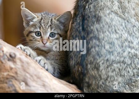 Wildkatze (Felis silvestris), Jungtier, Nationalpark, Gefangenschaft, Deutschland Stockfoto