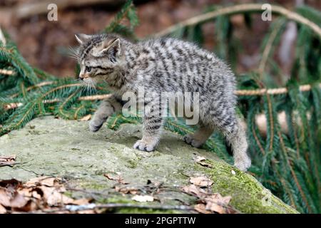 Wildkatze (Felis silvestris), Jungtier, Nationalpark, Gefangenschaft, Deutschland Stockfoto