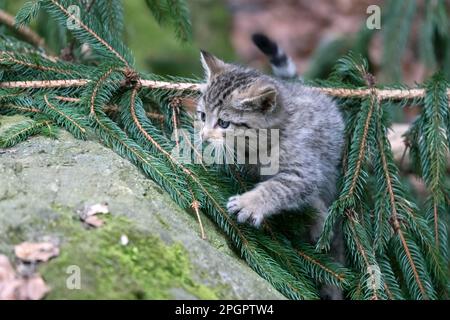 Wildkatze (Felis silvestris), Jungtier, Nationalpark, Gefangenschaft, Deutschland Stockfoto