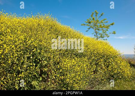 Gelber Färberbesen (Genista tinctoria), Toskana, Europa, Italien Stockfoto