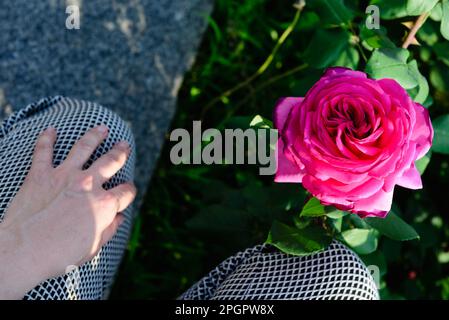 Zugeschnittene Ansicht der Beine in Hosen und der Hand einer Frau, die neben einer großen rosa Rose sitzt, Draufsicht. Stockfoto