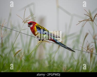 Östliche Rosella, Vogel am Draht, australische Vögel Stockfoto