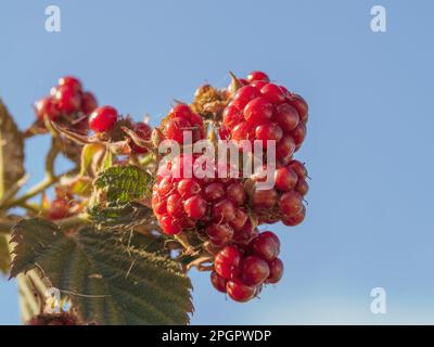 Rote, noch nicht reife Brombeeren auf der dornlosen Weinrebe und bedeckt mit Insekten und Web, Obst, unreif, Essen, Australien Stockfoto