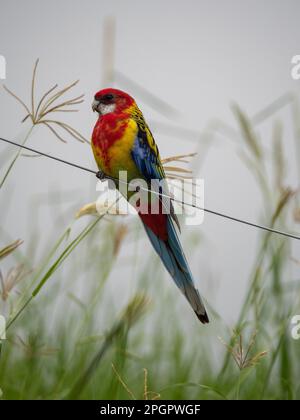 Östliche Rosella, Vogel am Draht, australische Vögel Stockfoto