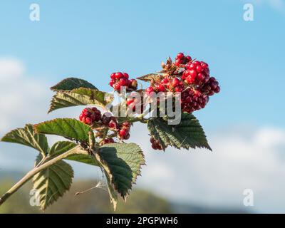 Rote, noch nicht reife Brombeeren auf der dornlosen Weinrebe und bedeckt mit Insekten und Web, Obst, unreif, Essen, Australien Stockfoto