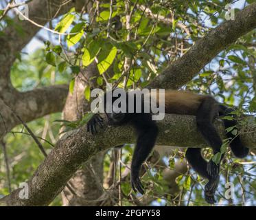 Der Brüllaffe auf einem Ast im Regenwald von Alouatta, Tier, wilde Tiere, Schönheit, Grenze, Zweig, brasilien, Braun, Schutzdach, zentrale Stockfoto