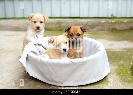 Kleine süße Hunde im Hof Stockfoto