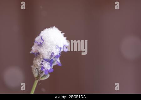 Lavendelblumen-Schnee-Nahaufnahme. Früh morgens im Frühling im Garten. Das Konzept von plötzlicher Kälte, Frost, Schneefall. Wetter und Klimawandel. Kopie sp Stockfoto