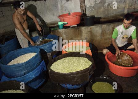 Eine Bohnensprossen-Farm in Jakarta, Indonesien. Mungbohnensprossen sind ein kulinarisches Gemüse, das aufgrund seiner Anpassungsfähigkeit und seiner nahrhaften Vorteile seit der Antike in Ost- und Südostasien weit verbreitet angebaut und konsumiert wird, laut einem Forscherteam unter der Leitung von Mohammad Zakerin Abedin (Abteilung für Botanik, Mikrobiologie-Labor, Universität Jahangirnagar, Dhaka) In einem 2022 veröffentlichten Aufsatz des South Asian Journal of Research in Microbiology. Mungbohnen können leicht gekeimt werden, indem man sie in den Schatten stellt und bis zur Keimung gießt. Die einzige Voraussetzung ist Stockfoto