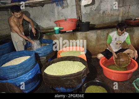 Eine Bohnensprossen-Farm in Jakarta, Indonesien. Mungbohnensprossen sind ein kulinarisches Gemüse, das aufgrund seiner Anpassungsfähigkeit und seiner nahrhaften Vorteile seit der Antike in Ost- und Südostasien weit verbreitet angebaut und konsumiert wird, laut einem Forscherteam unter der Leitung von Mohammad Zakerin Abedin (Abteilung für Botanik, Mikrobiologie-Labor, Universität Jahangirnagar, Dhaka) In einem 2022 veröffentlichten Aufsatz des South Asian Journal of Research in Microbiology. Mungbohnen können leicht gekeimt werden, indem man sie in den Schatten stellt und bis zur Keimung gießt. Die einzige Voraussetzung ist Stockfoto