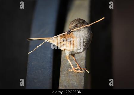 Ein Nahporträt von einem Dummkopf, der auf einem Zaun steht. Es hat einen Zweig, Nestmaterial, in seinem Schnabel. Es gibt Kopierraum um den Vogel herum Stockfoto