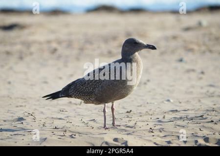 Seevögel am Conrads Beach in Lawrencetown, Nova Scotia, Kanada Stockfoto