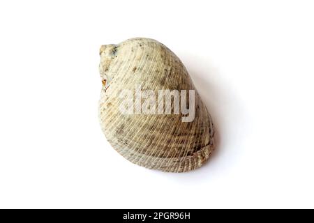 Rapana venosa Shell aus Tahiti isoliert auf weiß Stockfoto