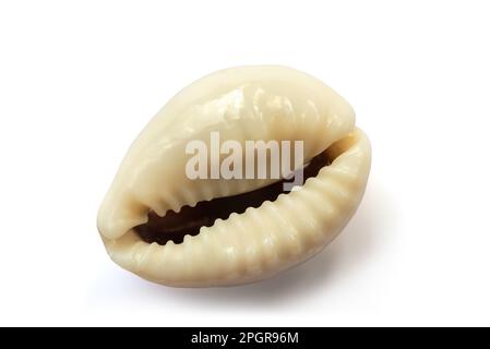 Cypraea annulus-Hülle isoliert auf weißem Hintergrund Stockfoto