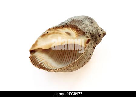 Rapana venosa Shell aus Tahiti isoliert auf weiß Stockfoto